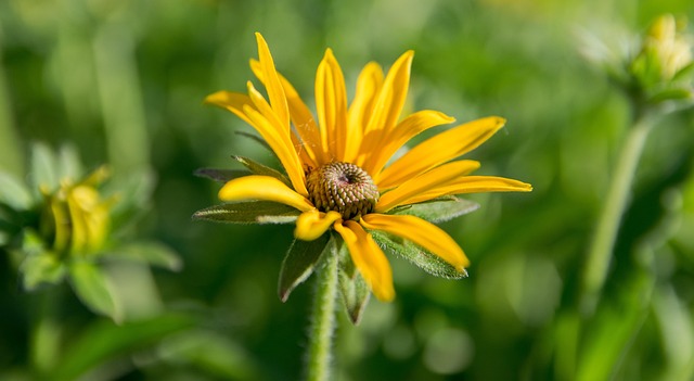 Free Yellow Flower photo and picture