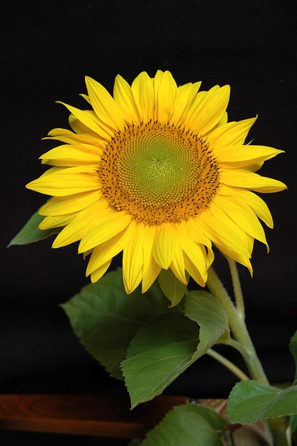 Free Sunflower Blossom photo and picture