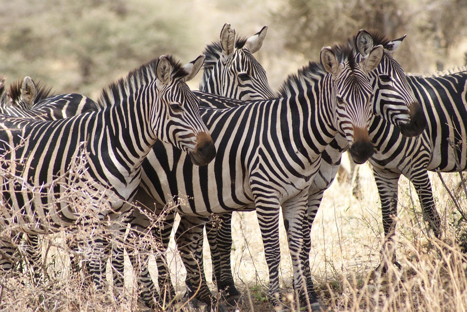 Gratis foto Zebra, Afrika, Natuur Gratis afbeelding op Pixabay 1510905