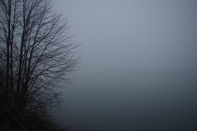 Free Fog Shrub photo and picture