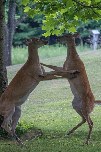 Free Dancing Does photo and picture