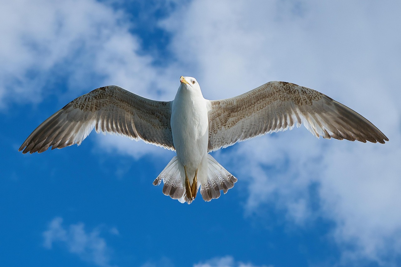 Seagull Flying Sky Free Photo On Pixabay