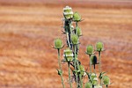 wild teasel, thistle, prickly