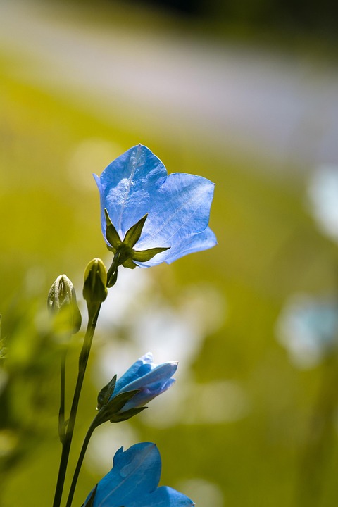 flower bellflower blue free