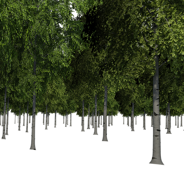 Free forest trees birch trees illustration