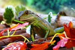 water dragon, chinese, physignathus