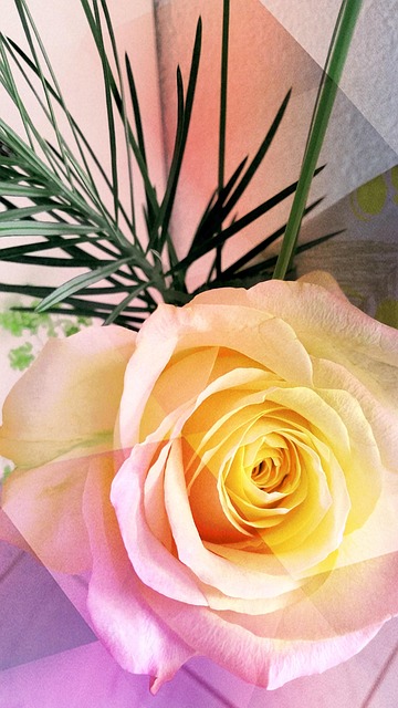 Rose, Blomst, Gul, Elsker