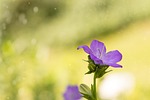 bellflower, purple, pink