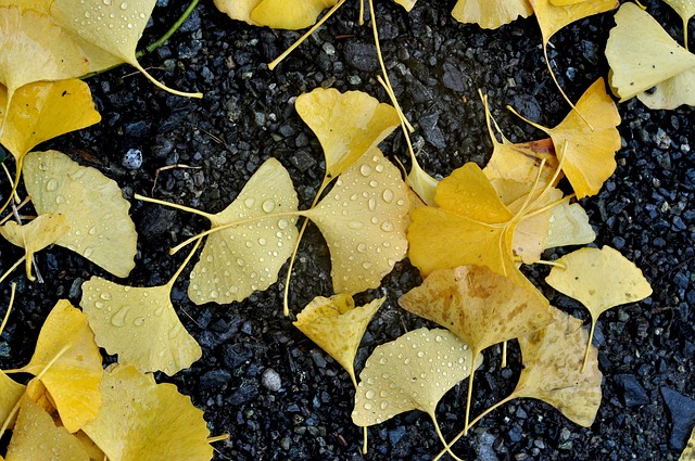 Free Yellow Ground photo and picture