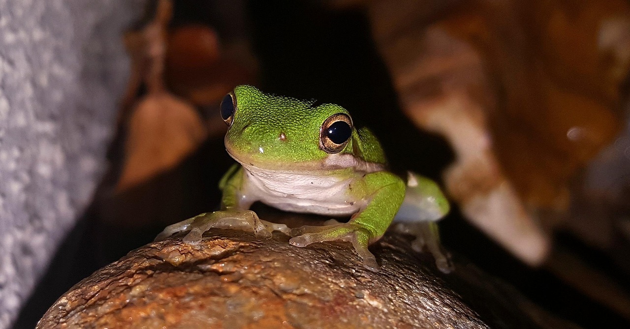 Frog - free online jigsaw puzzle photo