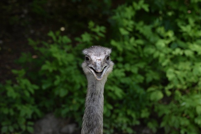 Free Emu Nature photo and picture