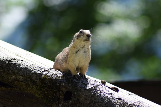 Free Zoo Wild photo and picture