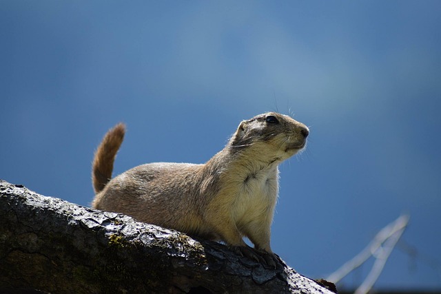 Free Zoo Wild photo and picture