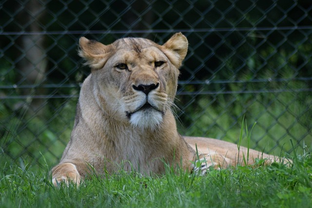 Free Zoo Wild photo and picture