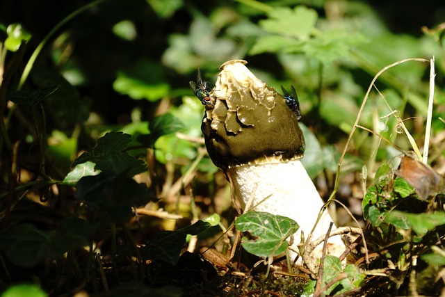 Free Stinkmorchel Mushroom photo and picture