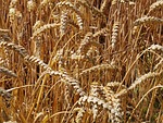 harvest time, cornfield, cereals