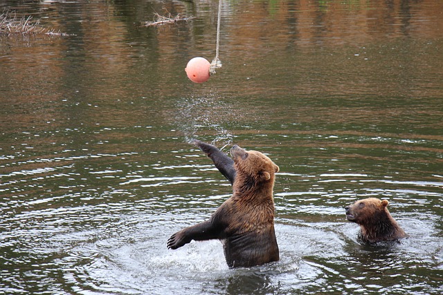 Free Bear Slaps photo and picture