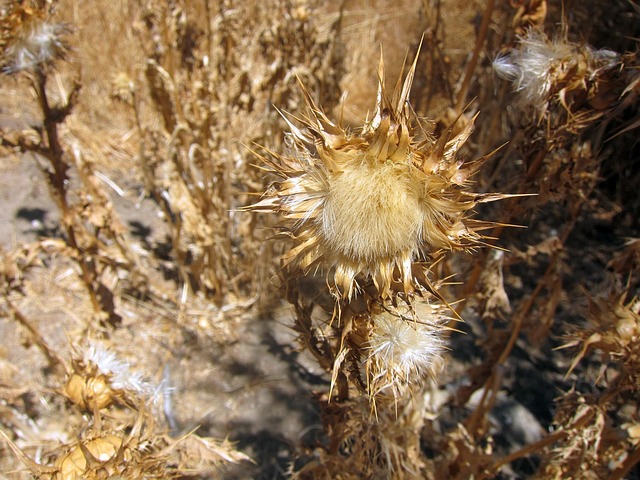 Free Thistle Nature photo and picture