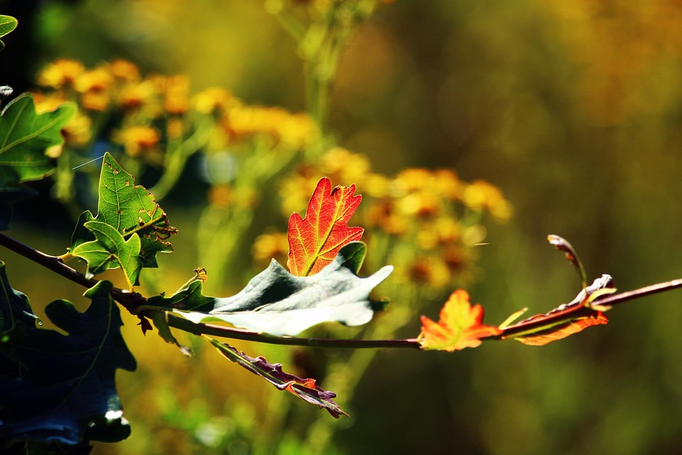 Roble Flor Rosa Hoja Roble Flor Sale - Foto gratis en Pixabay - Pixabay