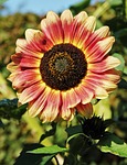 brown sunflower, brownish, brown