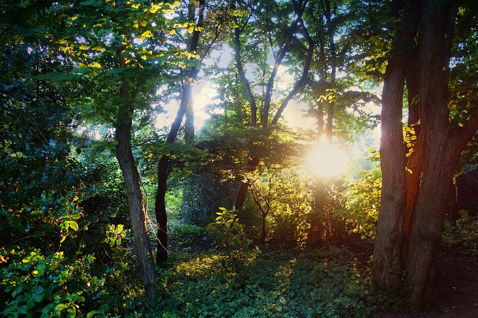 Wald B ume Sonnenlicht Kostenloses Foto Auf Pixabay