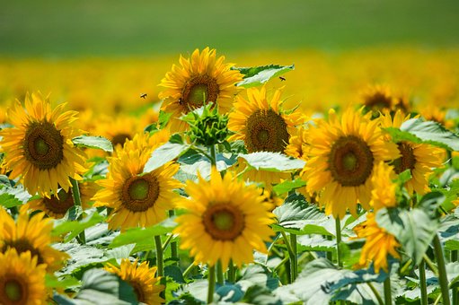 超过600 张关于 葵花 和 向日葵 的免费图片 Pixabay
