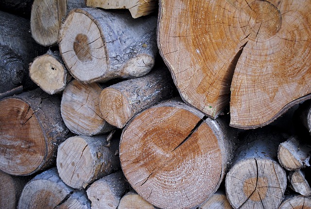 Free Wood Nature photo and picture