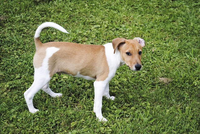 Free Jackrussell Terrier Pet photo and picture