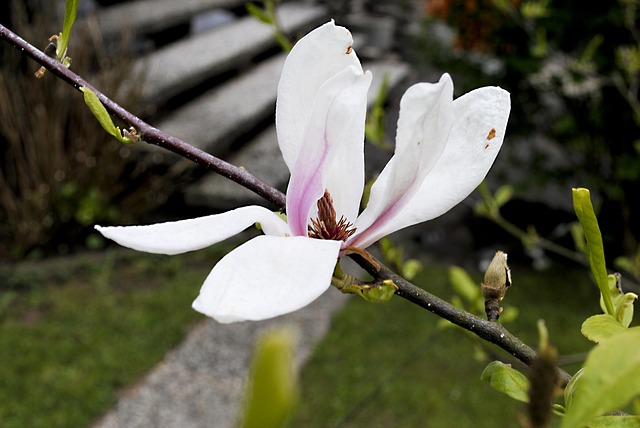 Free Magnolia Flower photo and picture