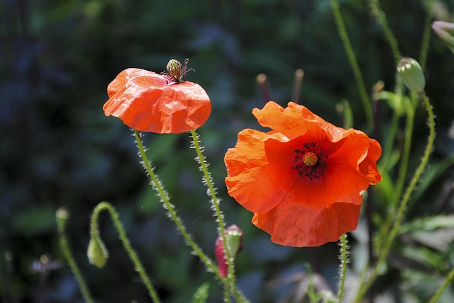 Free Poppy Red photo and picture