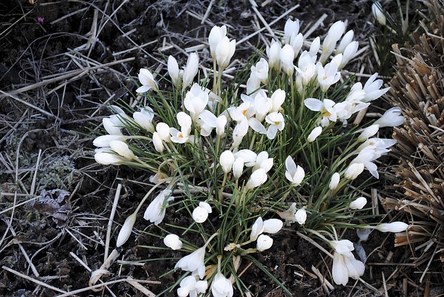 Free Spring Flower photo and picture