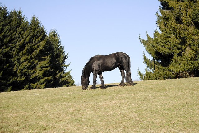 Free Horse Black photo and picture
