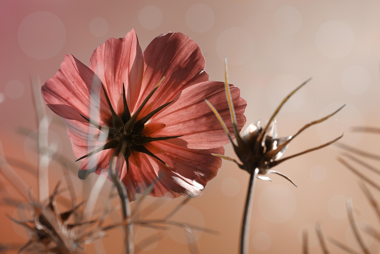 cosmea-1516638_1280.jpg