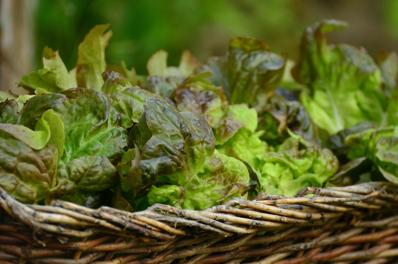 Salad Leaf Lettuce Bio - Free photo on Pixabay