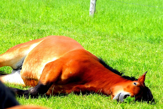 Free Horse Grass photo and picture