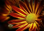 chrysanthemum, double, yellow