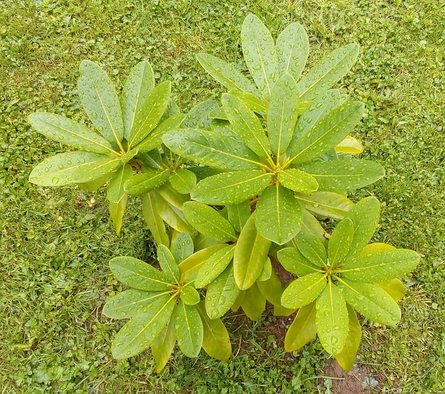 Planten, Rododendron, Goudfort