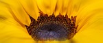 helianthus, sun flower, yellow