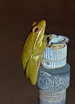 frog, tree frog, american green tree frog