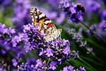 vanessa cardui, painted lady, edelfalter