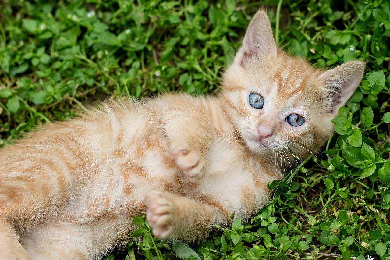 Fluffy Orange Tabby Kitten Fluffy Orange Tabby Kitten