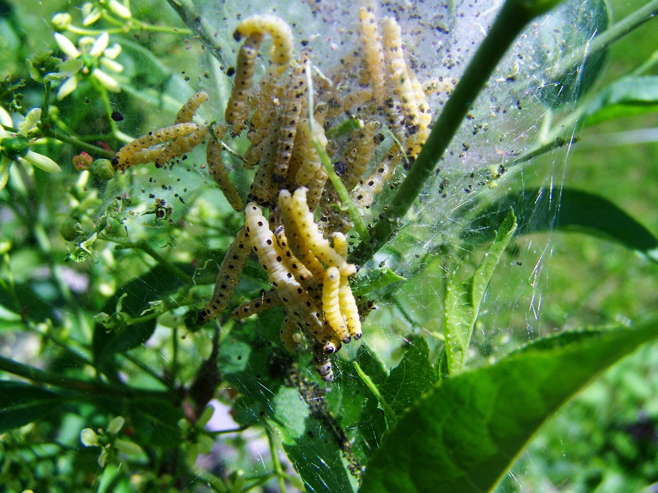 Caterpillars Insect Larva - Free photo on Pixabay
