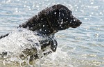 wet dog, dog, wet