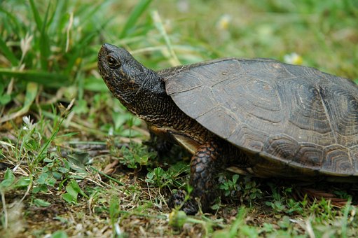 Free Turtle Water photo and picture