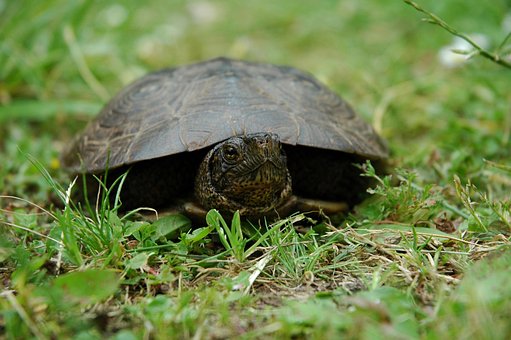 Free Turtle Animal photo and picture