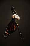 butterfly, monarch, monarch butterfly
