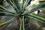 agave, agave americana marginata, succulent