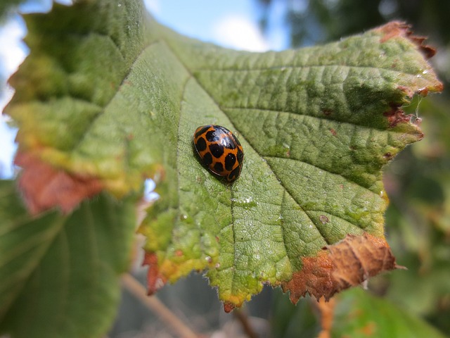 Free Ladybird Ladybug photo and picture