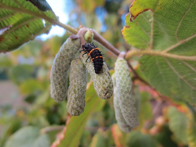Free Ladybird Ladybug photo and picture