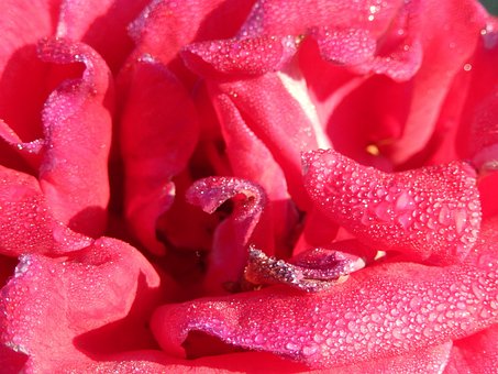 Rose, Makro, Rød, Kronblade, Dråber